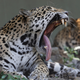 A female jaguar yawns at the Montgomery Zoo in Alabama.